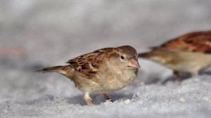 Neyro disco dance spring