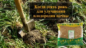 Рожь как сидерат  Обязательно посадите для улучшения почвы