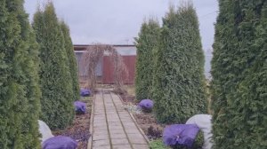 КАК ПЕРЕЗИМОВАЛИ РОЗЫ!🌹 КОГДА ОТКРЫВАТЬ РОЗЫ.🌹 НА ДАЧЕ 26 МАРТА ЛЕНИНГРАДСКАЯ ОБЛАСТЬ ЮГО-ЗАПАД.🏡