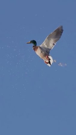 Охота на Утку 🦆🎯