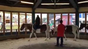 Лошадница Матильда