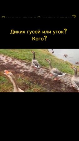 Диких гусей или уток? Кого? #gor #рыбалка #fishing #fish #fish #утка #гусь