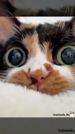 киса взаимная подписка 💕