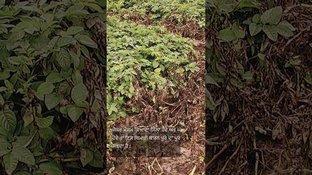 Potato Late Blight смотреть онлайн