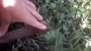 Лошадь оторвалась или увели конокрады?