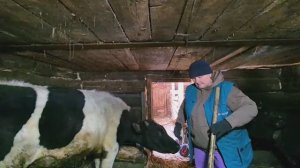 Управляясь,ругаюсь и даже прикрикиваю на них/ мой скотный дворик/