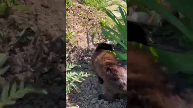 Хулиганистый Черныш опять зашугал на улице романтика-домоседа Пикселя 🐈🐈⬛ #коты #котывоители