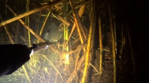 Ночной сом. Подводная охота. Июль