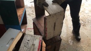 Ремонт деревянных корпусов на промышленной пасеке Фила Фелдхуса (Канада)