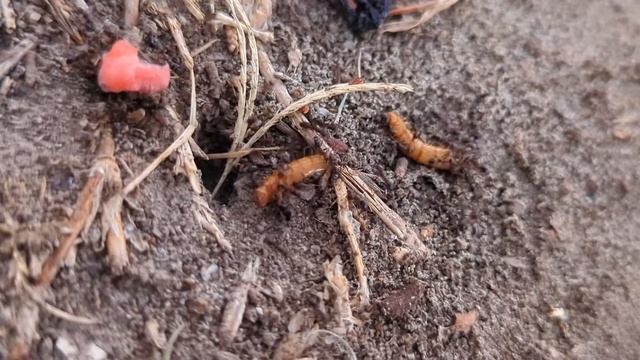 Ants Eating TIME LAPSE! (Dorymyrmex insanus) смотреть онлайн