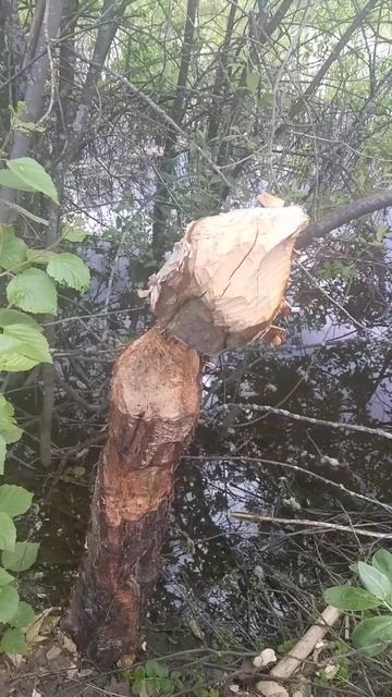 Без бобра нет добра. Как интересно бобер грыз светло #бобер #бобры смотреть онлайн