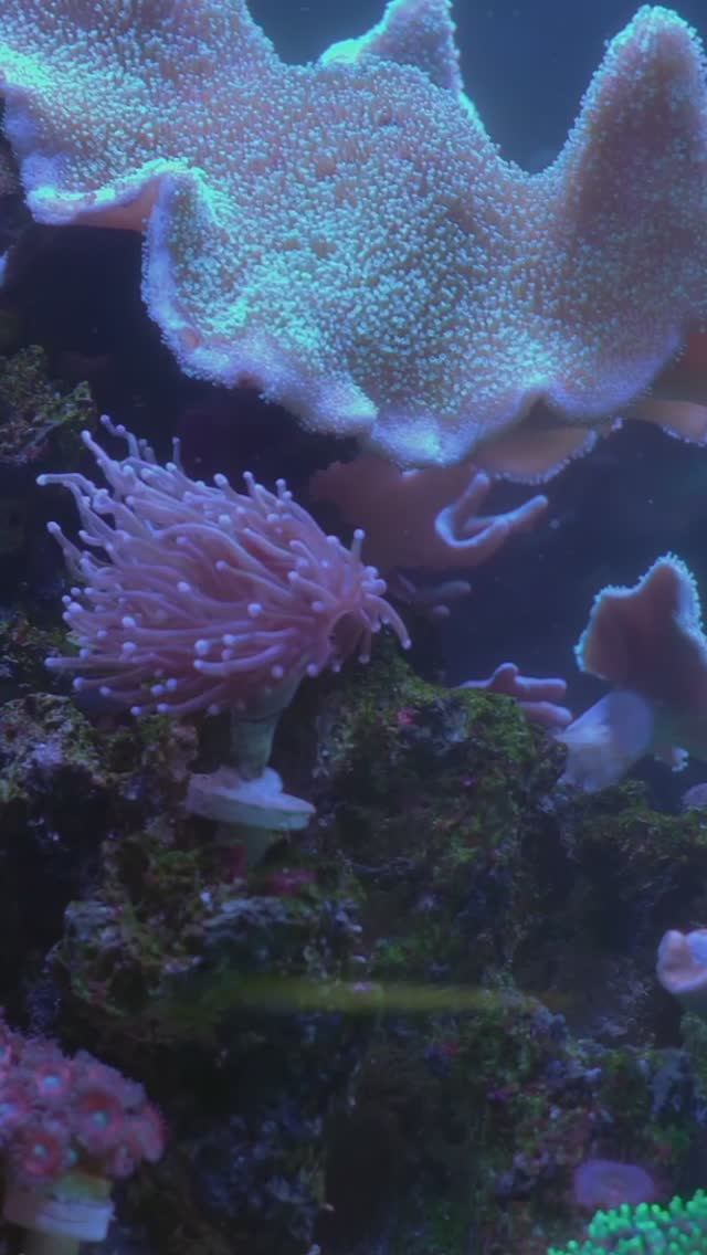 Почему важно правильно кормить рыб в морском аквариуме? смотреть онлайн