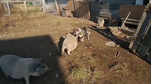 Бунт свиней