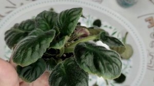 Химера Повитруля. Снимаем пасынки.