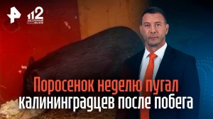 Поросенок неделю пугал калининградцев после побега