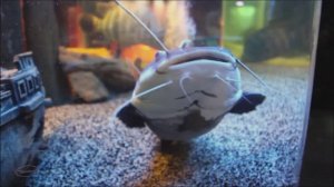 г. Ейск . Океанариум