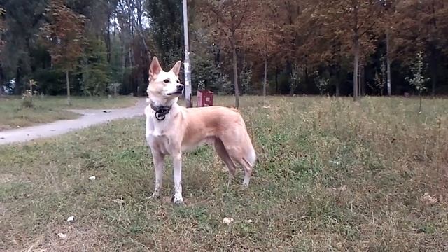 собака отзывается на свист смотреть онлайн