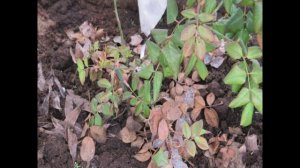 раскрытие роз