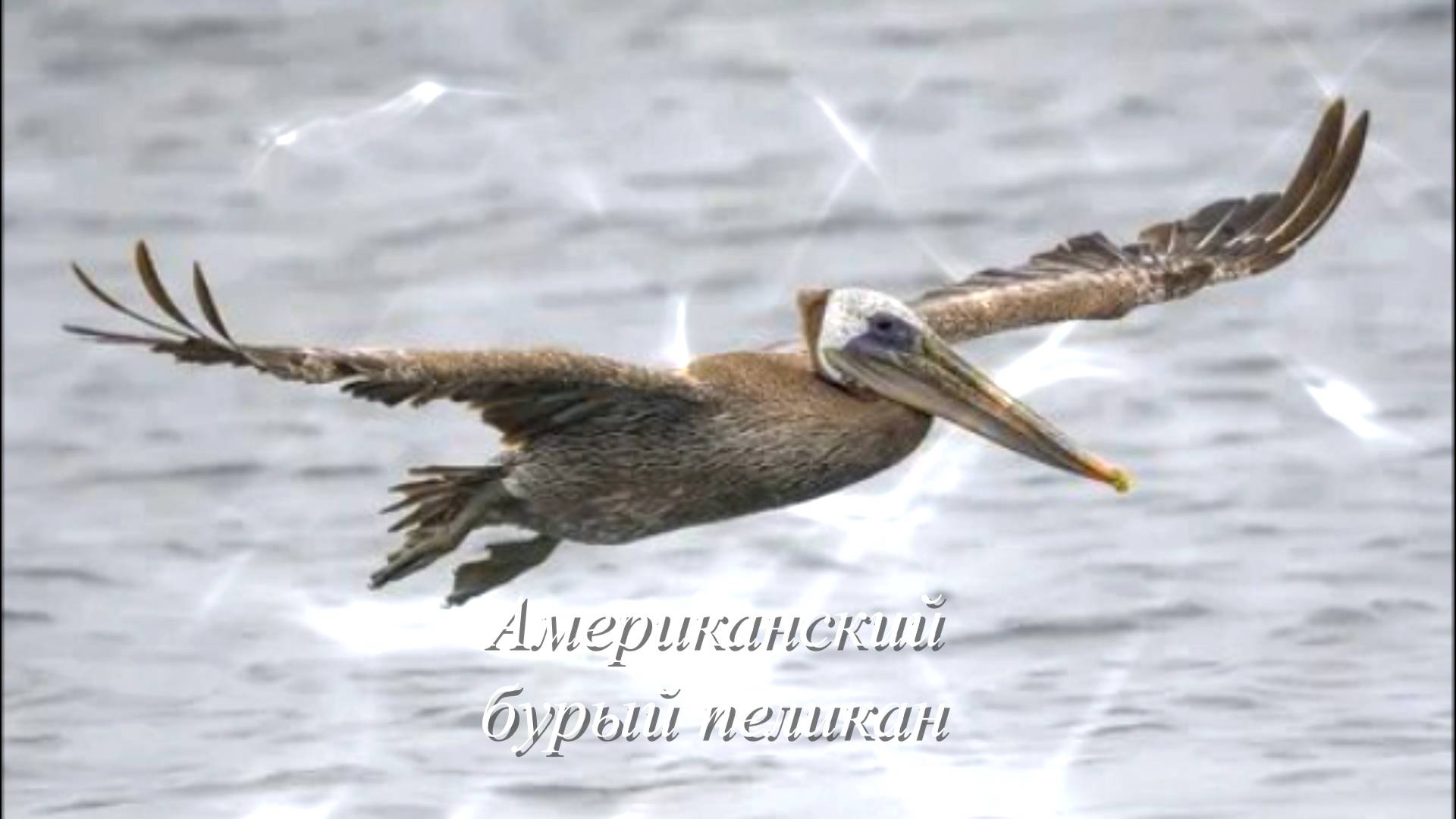 Звук