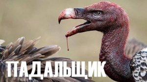 ПАДАЛЬЩИК (ПЕСНЯ АПОКАЛИПСИСА)