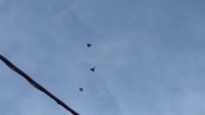 николаевские голуби первые полеты новых голубей