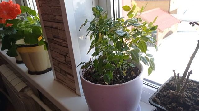 жизнь в Сибири/резко пришла весна/саженцы клубники