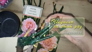 Чёкупила на этот раз. Розы с описанием  и лилейник / Vlog Дача как есть 27.03.2025