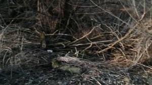 28.03.2025.Усадьба Парк Кино Ляхово. Парк Кошек. Домодедово. Ликвидация аварийных деревьев. Часть 4.