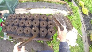 Посадка сосен из семян. Июнь 2022 года.