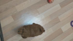 Сандра, щенок пуделя