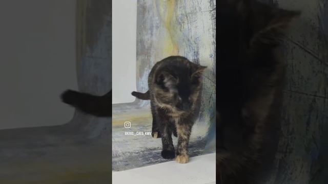 Умеют слепые кошки играть в мячик?