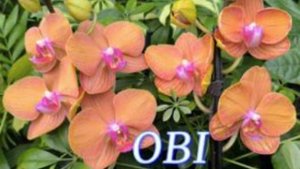 №1055/ НЕБОЛЬШАЯ поставка СВЕЖИХ орхидей в OBI