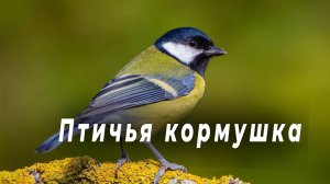 Птичья кормушка