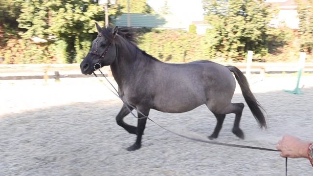 Парабель