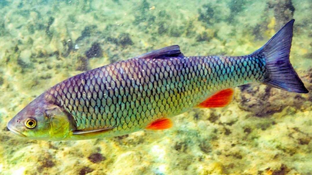 Голавль на воблер на маленькой речке