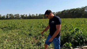 Арбуз Карино F1