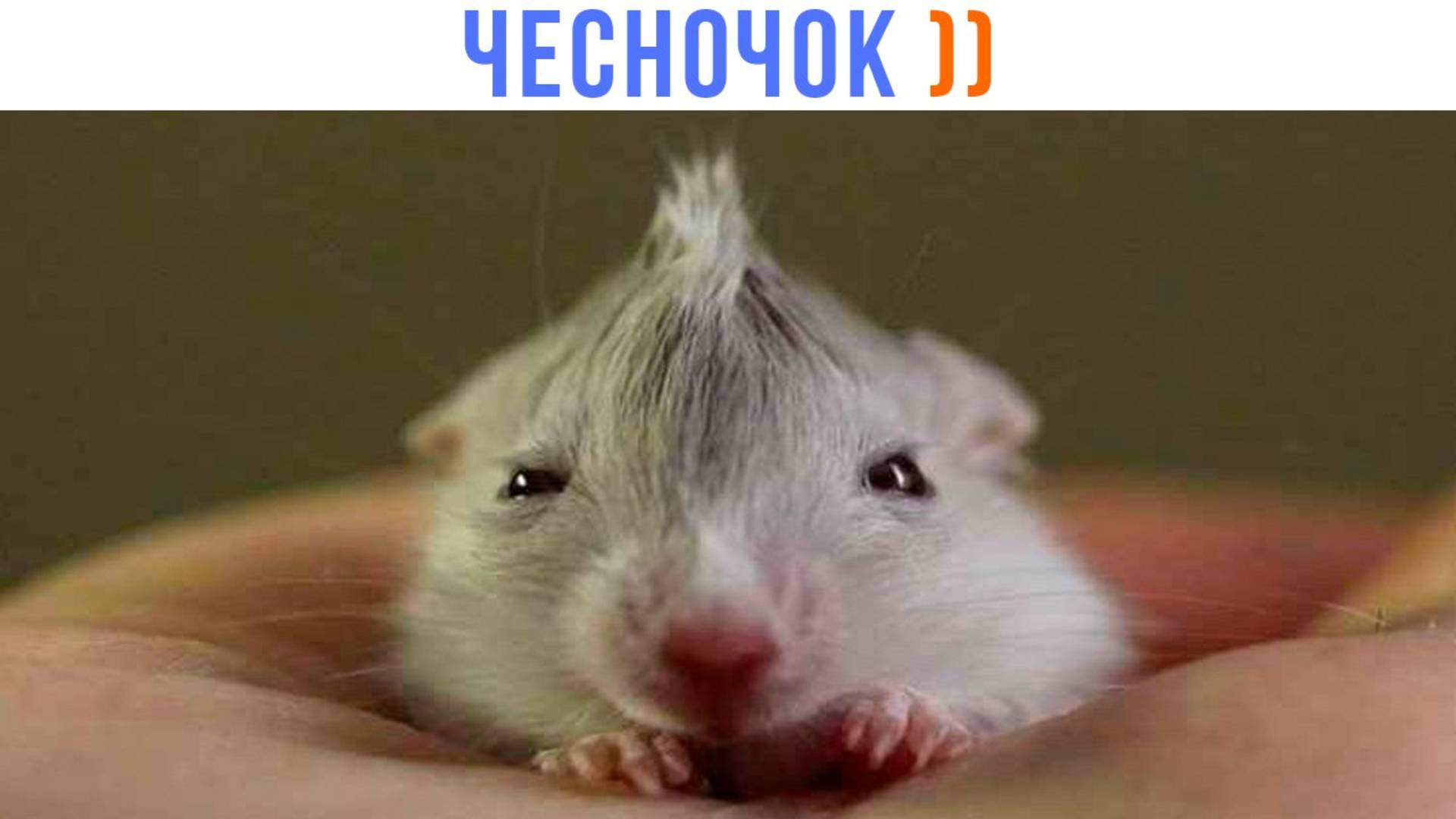 ЧЕСНОЧОК ))) | Приколы | Мемозг 1581