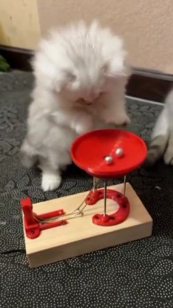 Котик.