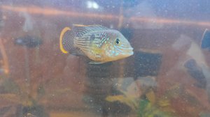 кормим Акар подростками гуппи