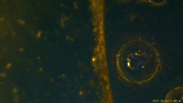 сухое вещество в капле воды