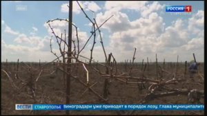 Ставропольские аграрии вышли на обрезку плодовых
