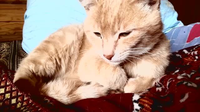 Рыжик и Лялька отдыхают смотреть онлайн