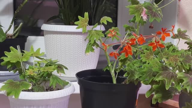 Грамм на литр - Добавляю в грунт и Герань укореняется без Проблем🌺