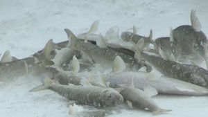 Рыбалка на Камчатке 2025! Ее здесь косят все! Ловля корюшки в Охотском море!