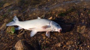 РР4: Ахтуба —буффало. Русская Рыбалка 4  (82 серия)