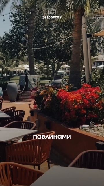 Le Royal Méridien Beach Resort & Spa 5* Роскошный курортный отель, на берегу Персидского залива смотреть онлайн