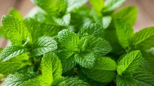 Способы использования мяты.