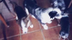 ТАКОГО НЕ ПОКАЖЕТ НИ ОДИН БЛОГЕР 😱🐾