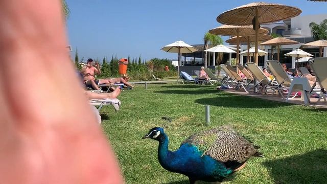 Rhodes Evita Resort Faiiraki Rhodes смотреть онлайн