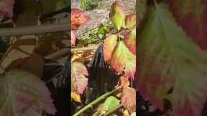 подготовка ежевики к укрытию